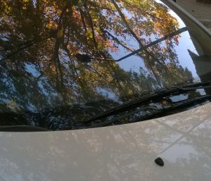 coche sombra árbol