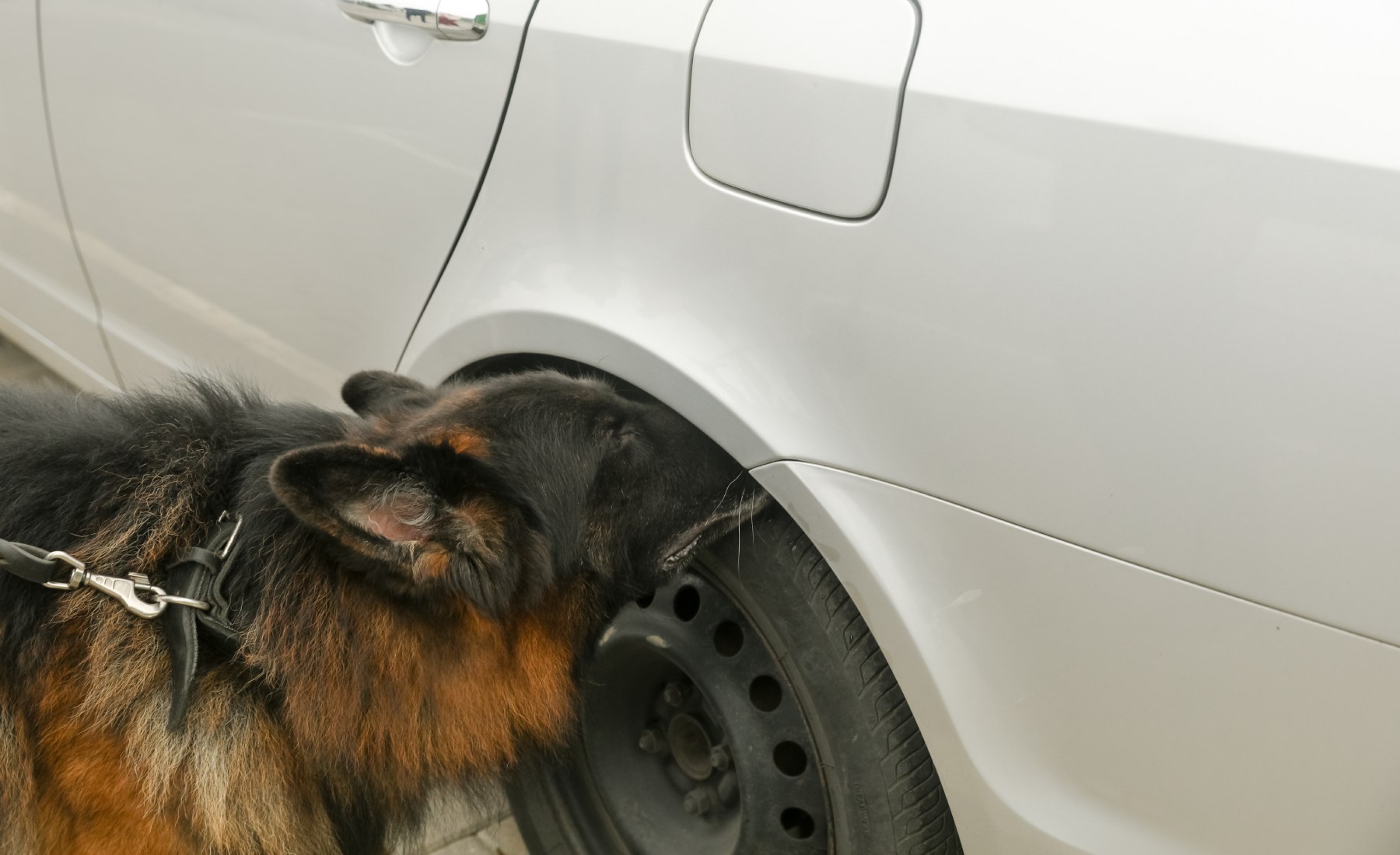 perro policía