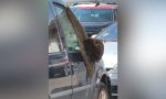 Miles de abejas ‘secuestran’ un coche en el aparcamiento de este municipio de Badajoz: ¿cómo se debe actuar ante un caso así?