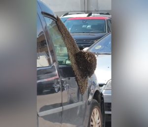 Enjambre de abejas Badajoz