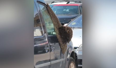 Enjambre de abejas Badajoz