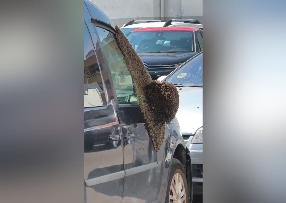 Enjambre de abejas Badajoz