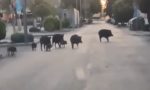Una familia de 10 jabalíes sorprende a varios conductores al amanecer en esta localidad de Madrid: cruzan la carretera y siembran la alarma