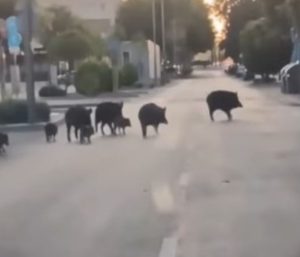 Jabalíes Arroyomolinos