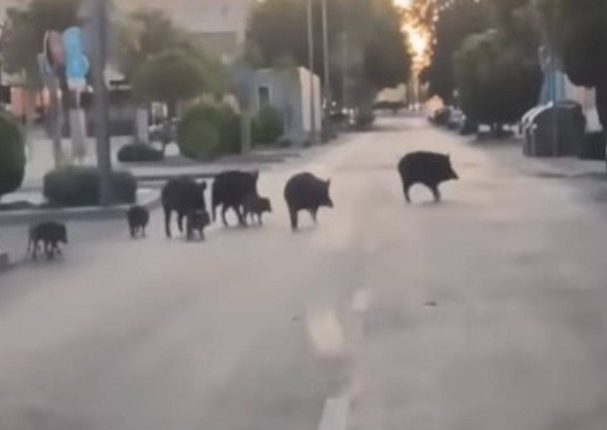 Jabalíes Arroyomolinos