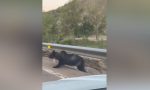 Circulaban tranquilos por una carretera de León… hasta que algo salvaje empezó a correr junto al coche