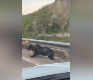 Oso carretera León