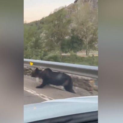 Circulaban tranquilos por una carretera de León… hasta que algo salvaje empezó a correr junto al coche