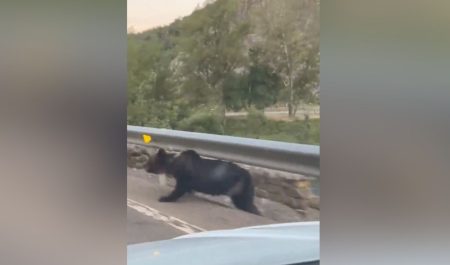 Oso carretera León