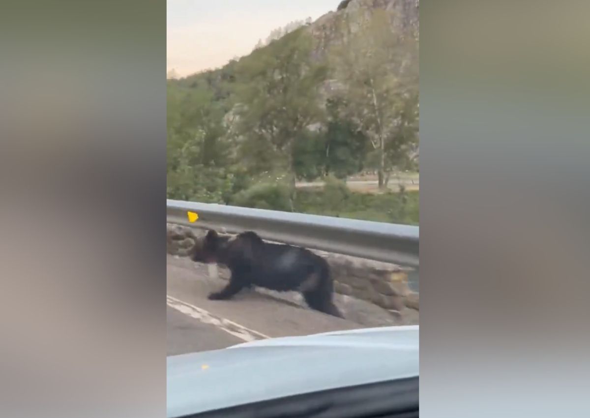 Oso carretera León