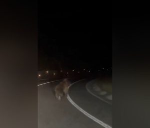 Oso pardo en la carretera