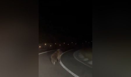 Oso pardo en la carretera