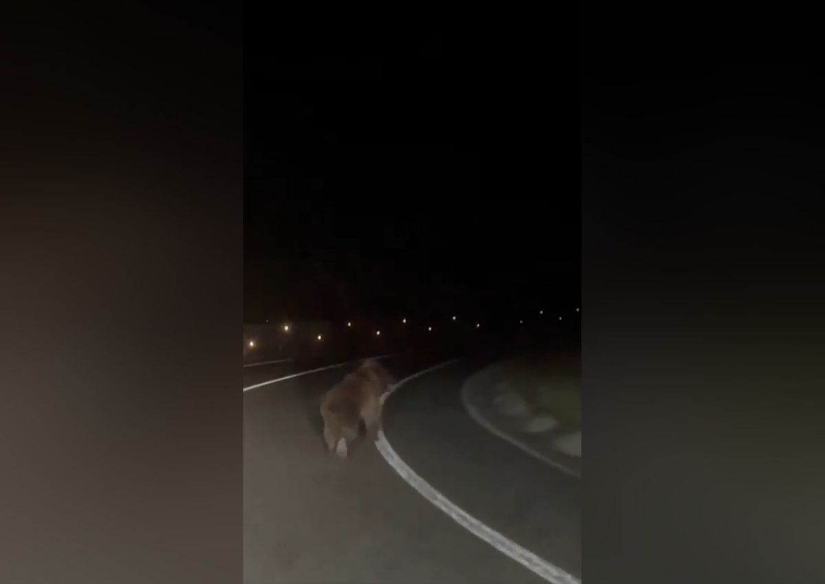 Oso pardo en la carretera