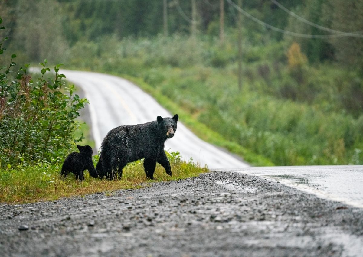 Osos en la carretera