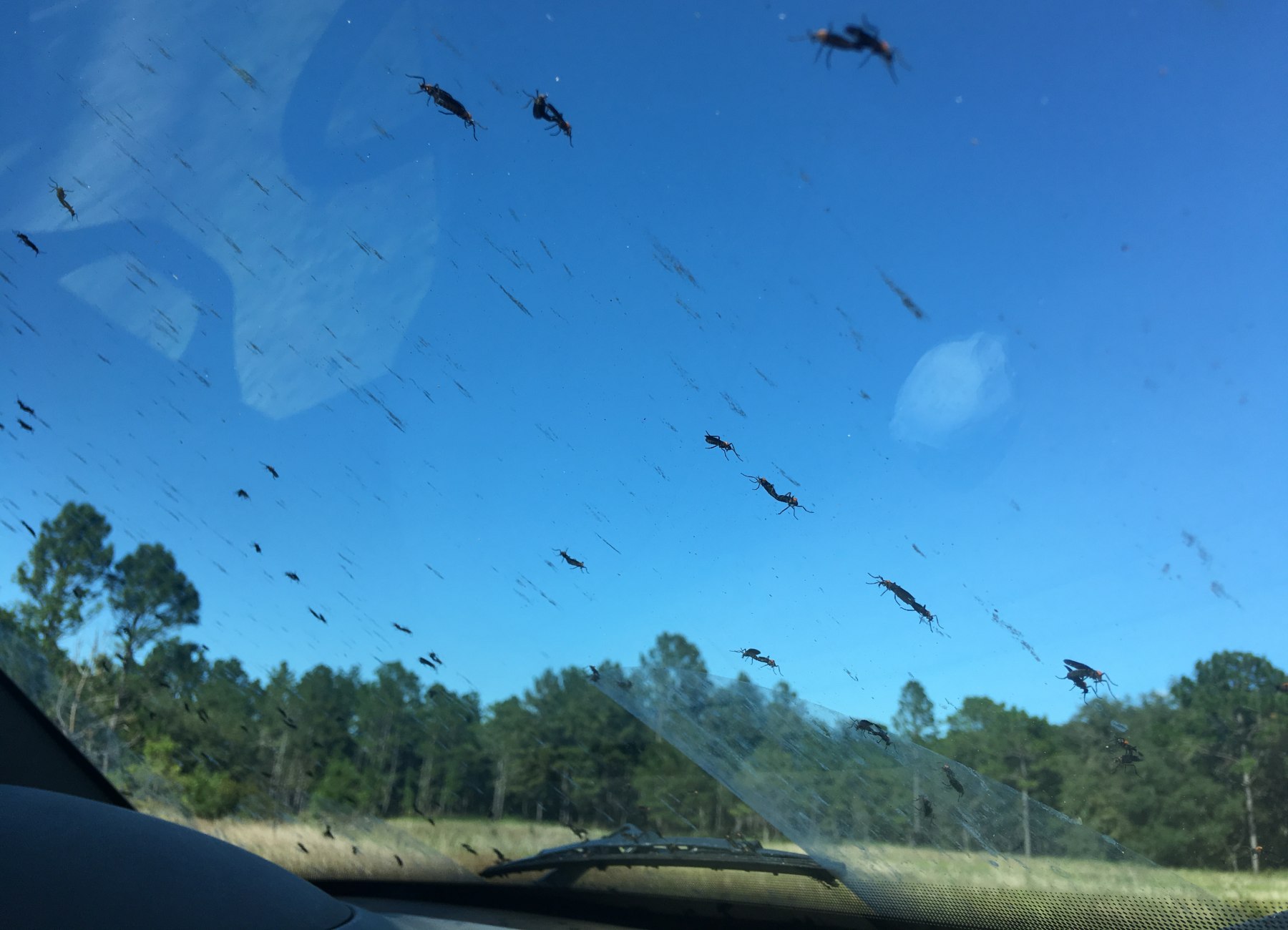 Parabrisas de coche con insectos.
