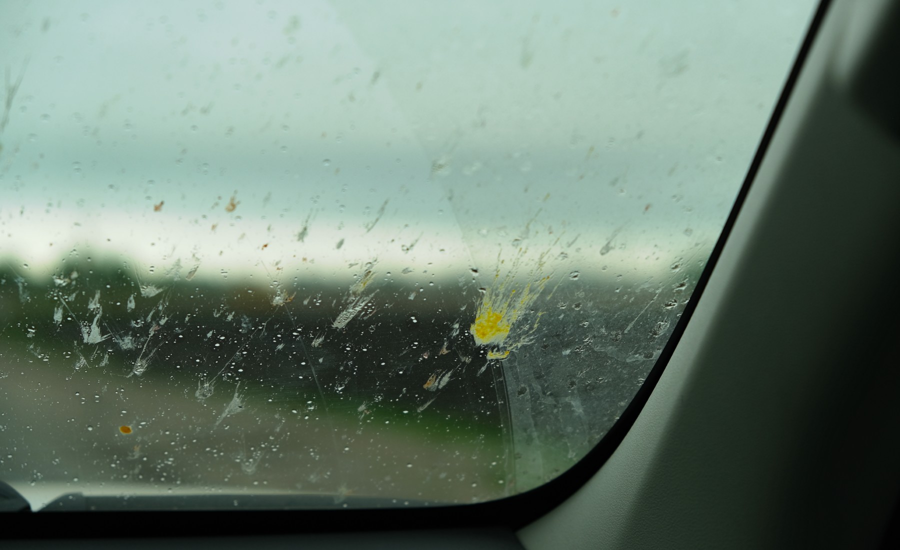Parabrisas de coche con insectos.