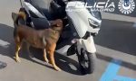 El olfato no falla: un perro de la Policía Municipal de Madrid descubre dónde escondían dinero en efectivo y droga en una moto