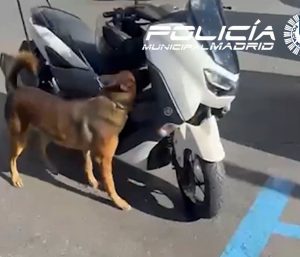 Perro detección drogas