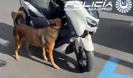 Perro detección drogas