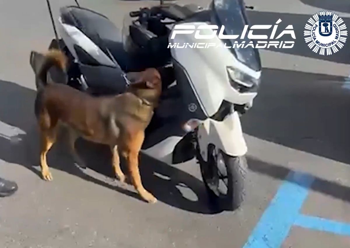 Perro detección drogas