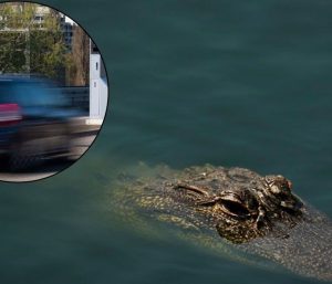 La surrealista historia en la que está implicado un caimán.