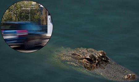 La surrealista historia en la que está implicado un caimán.
