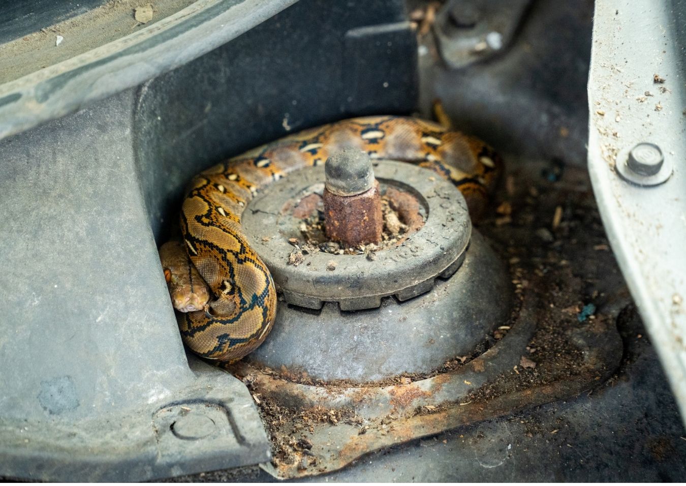 serpiente en el auto
