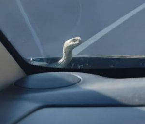Serpiente parabrisas