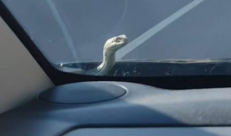 Serpiente parabrisas