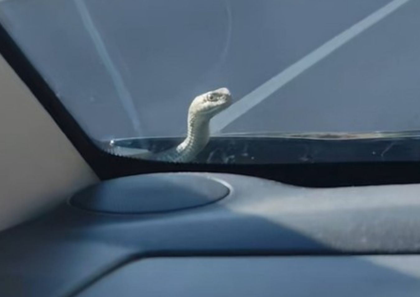 Serpiente parabrisas