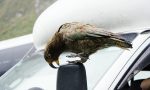 El extraño motivo por el que estos conductores revisan cada mañana los limpiaparabrisas de su coche