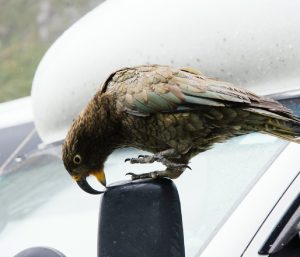 pajaro picando coche