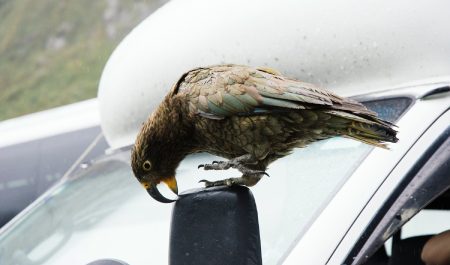 pajaro picando coche
