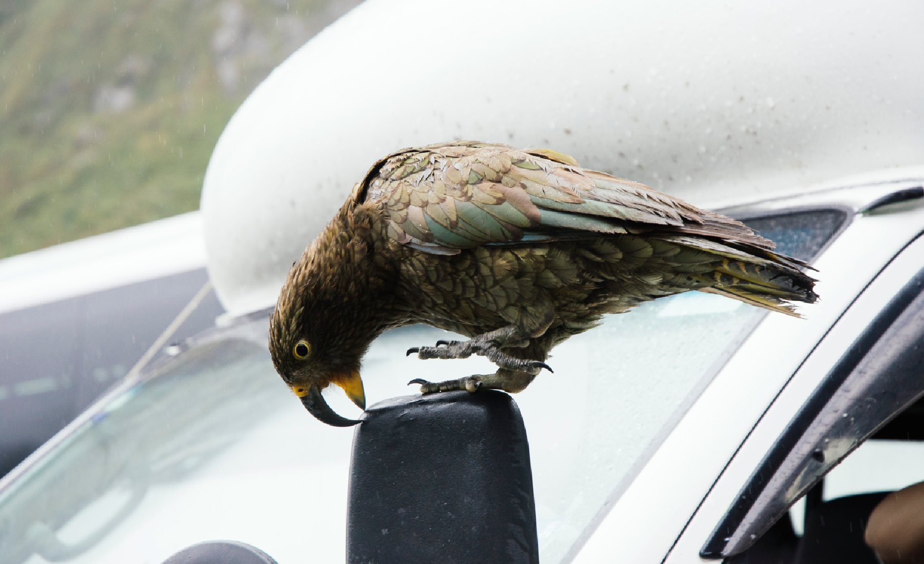 pajaro picando coche
