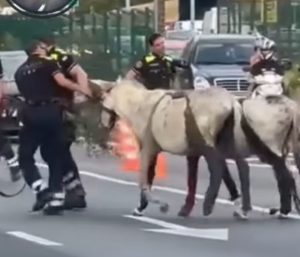 Burros Barcelona