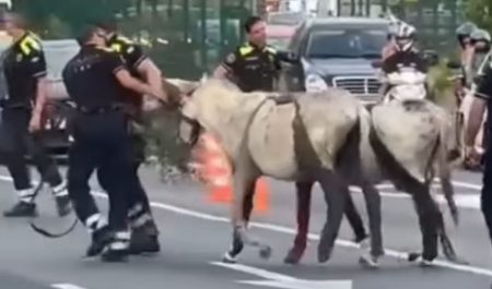 Burros Barcelona