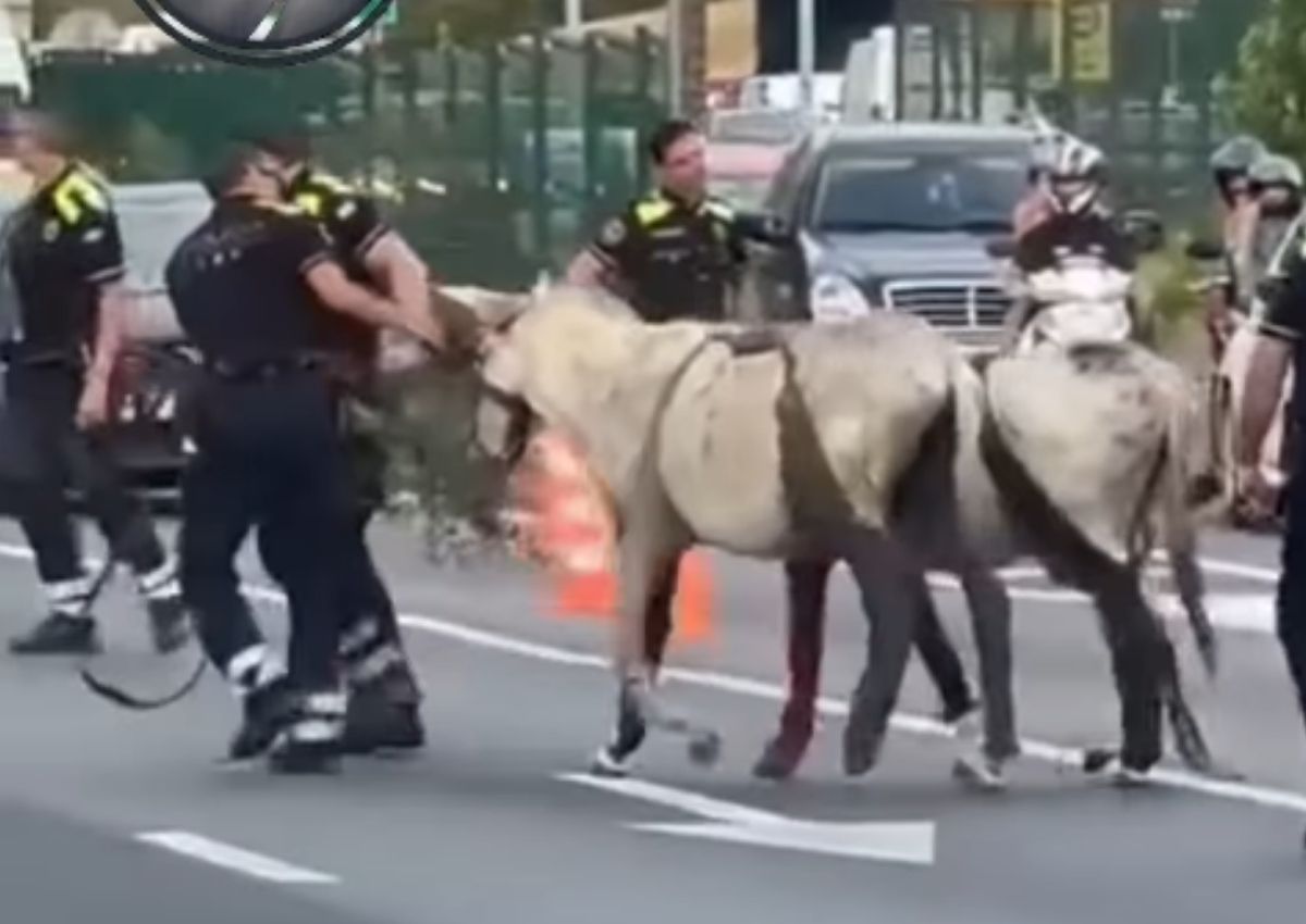 Burros Barcelona