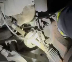 Gato atrapado coche