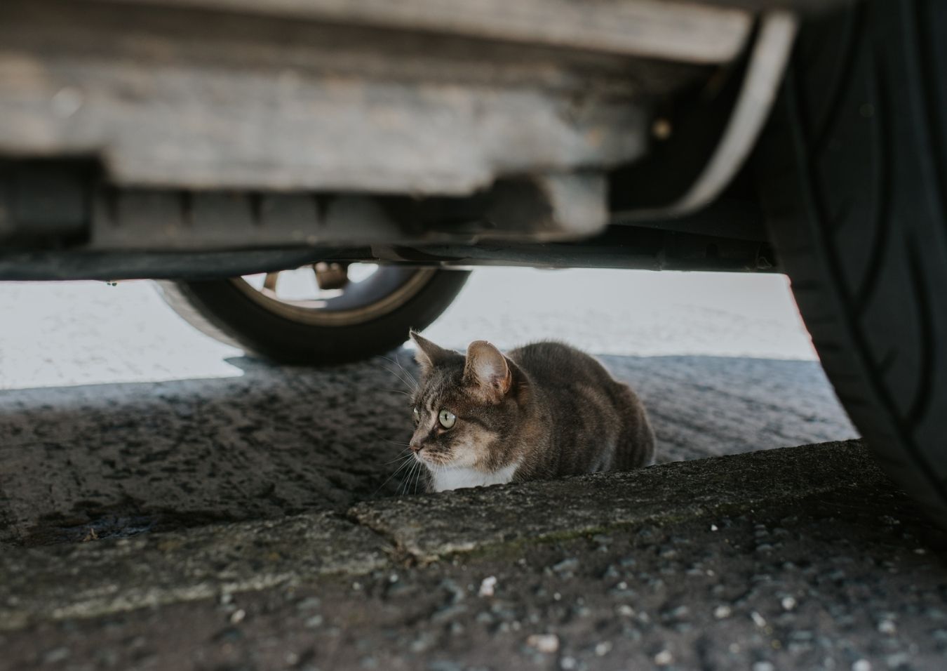 Gato refugio coche