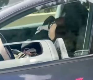Mujer Tesla dormida