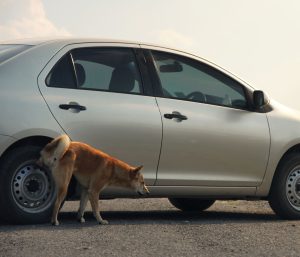 Perro orina coche