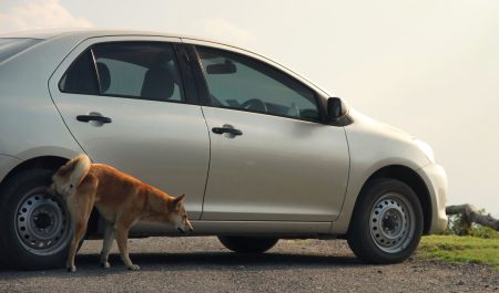 Perro orina coche