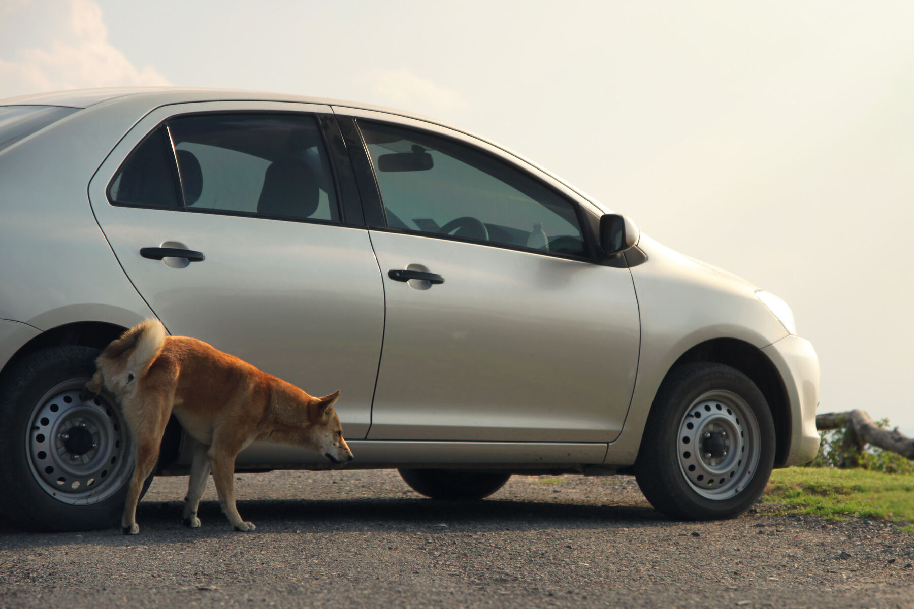 Perro orina coche