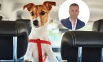 Sergio Gascó, inventor del sistema de retención canina: “Si tu perro muere en un accidente, probablemente no le hayas dado la oportunidad de sobrevivir”