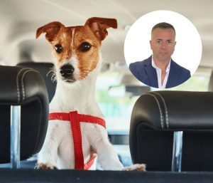 Llevar incorrectamente a tu perro en el coche puede costarle la vida.
