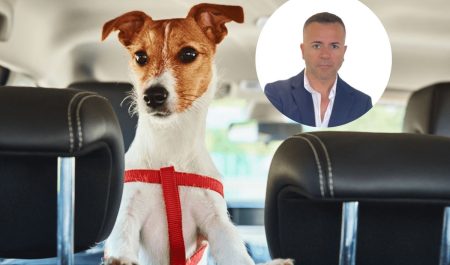 Llevar incorrectamente a tu perro en el coche puede costarle la vida.