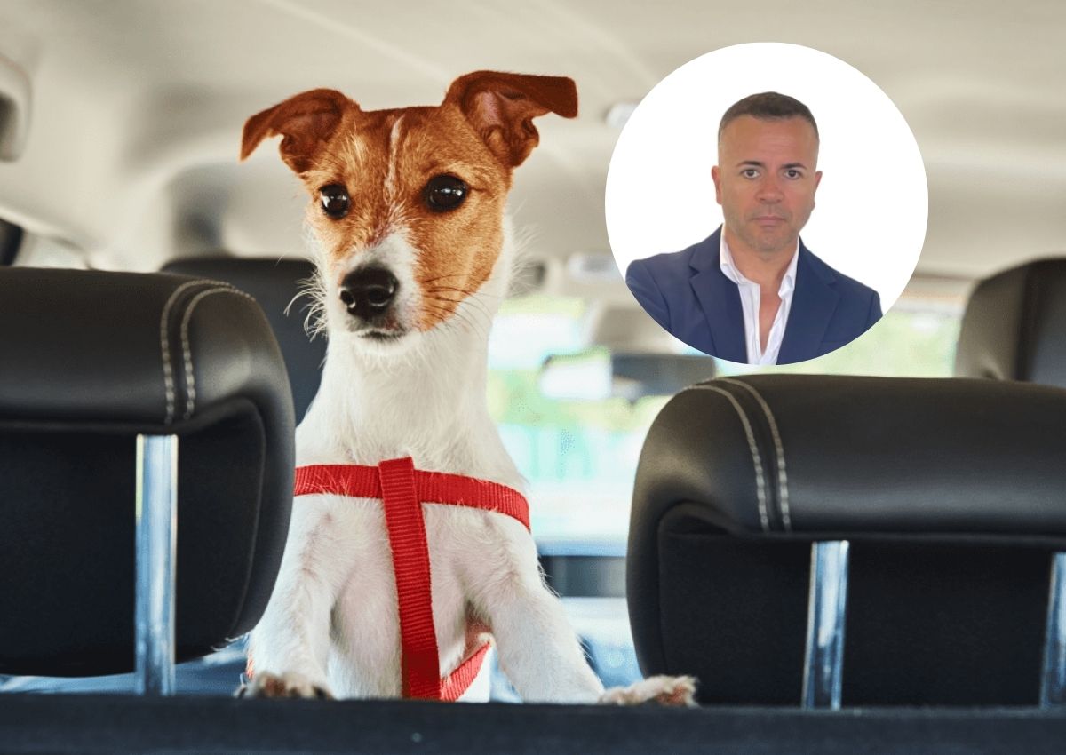 Llevar incorrectamente a tu perro en el coche puede costarle la vida.