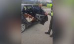 La Policía paró un coche y encontró algo que jamás esperaba ver: dos animales de más de media tonelada en la parte trasera