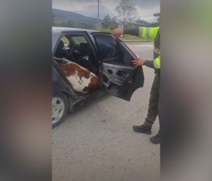 Vacas coche