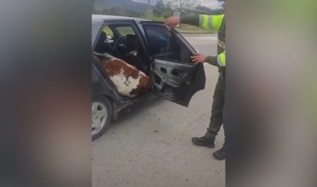 Vacas coche
